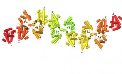 Hypothetical structural model of the assembly of TIR domains during signalling, from the SNC1 immunity receptor found in Arapidopsis plants. Individual subunits are shown in different colours, with β-strands shown as arrows and α-helices shown as cylinders.  Image: Bostjan Kobe.